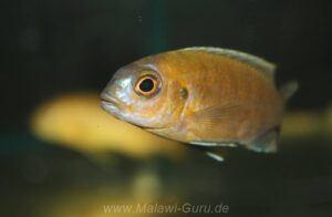 Metriaclima sp. 'patricki' Nkhomo Reef Galerie Metriaclima sp. 'patricki'